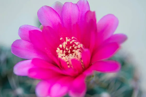 Fermé fleur de cactus rose — Photo