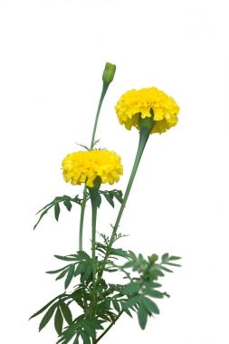 Kadife çiçeği çiçek beyaz