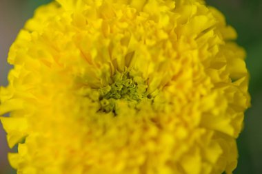 Kadife çiçeği çiçek Bahçe Tayland kadar kapalı