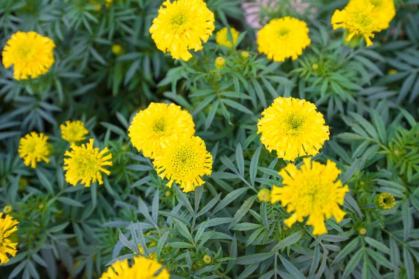 Flores de calêndula no jardim da Tailândia — Fotografia de Stock