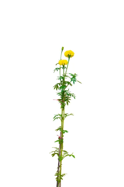 Flores de calêndula e árvore em branco — Fotografia de Stock