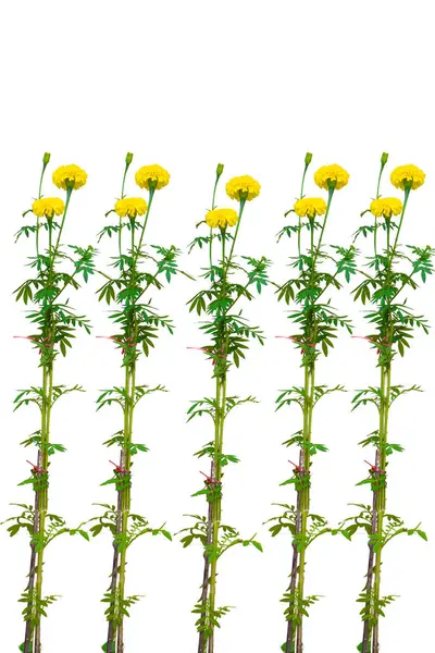 Kadife çiçeği çiçek ve beyaz ağacı