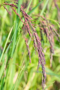 Riceberry pirinç çeltik alanı