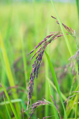 Riceberry pirinç çeltik alanı