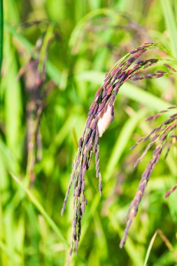 Riceberry pirinç çeltik alanı