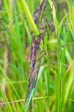 Riceberry pirinç çeltik alanı