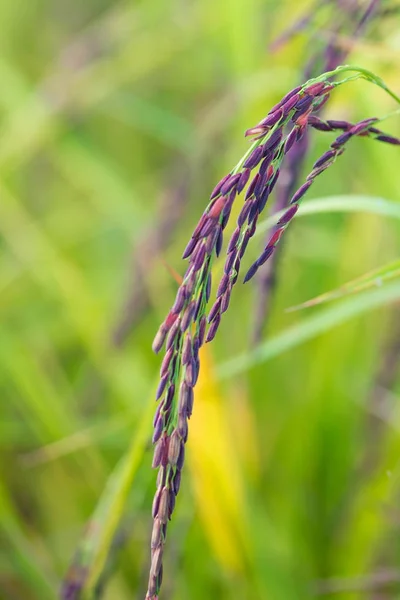 Orecchio di riceberry in fattoria della Thailandia — Foto Stock