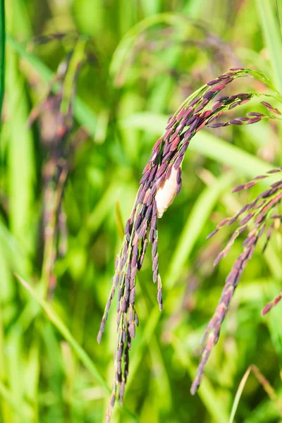 Riceberry pirinç çeltik alanı