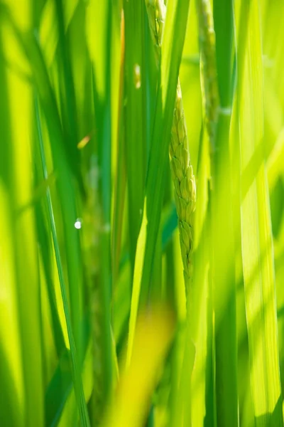 Closed up rice produce grains in farm — Stock Photo, Image