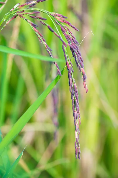 水田作一筆圃で riceberry 稲穂 — ストック写真