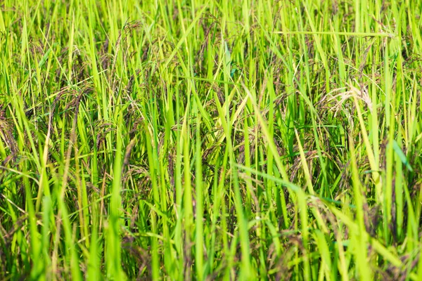 Riceberry rice in the paddy field — Stock Photo, Image