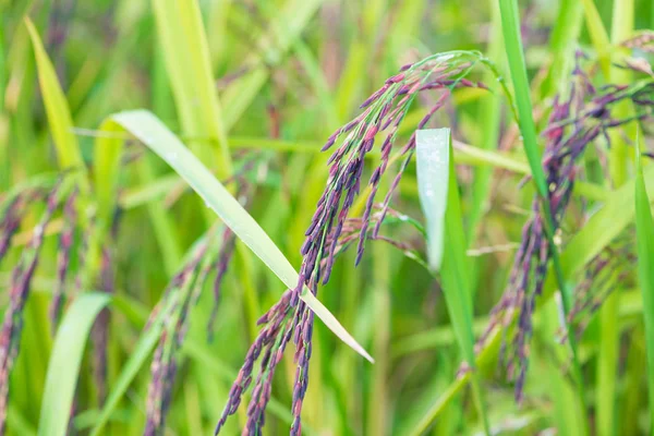 Closed up Riceberry rice in paddy field — Stock Photo, Image