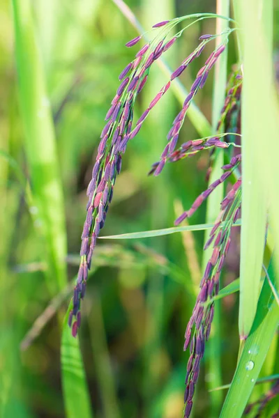 Riceberry rice in the paddy field — Stock Photo, Image