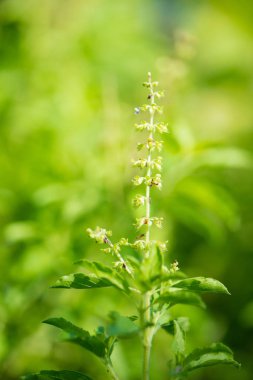 Fesleğen yaprak ve çiçek