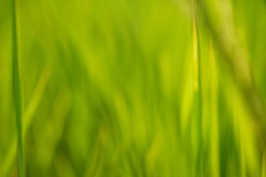 Yeşil pirinç yaprak arka plan bulanıklık