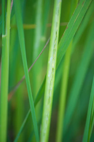 Chiuso riso prodotti cerealicoli in paddy farm — Foto Stock