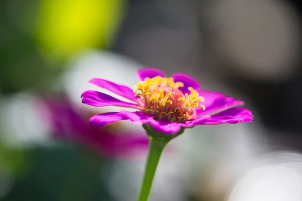 Розовый цинний цветок — стоковое фото