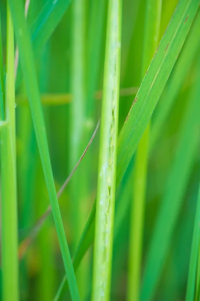 Chiuso riso prodotti cerealicoli in paddy farm — Foto Stock