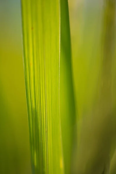 Morbido fuoco Astratto sfondo riso foglia verde — Foto Stock