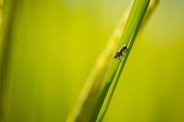 Mjukt fokus litle insekt på oskärpa grönt ris löv bakgrund — Stockfoto