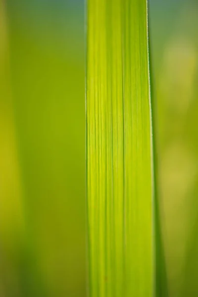 Sfocatura sfondo foglia di riso verde — Foto Stock