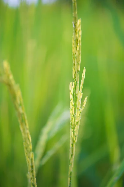 Chicco di riso in paddy farm — Foto Stock