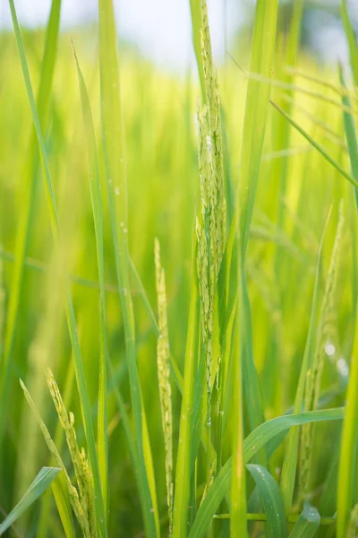 Chicco di riso in paddy farm — Foto Stock