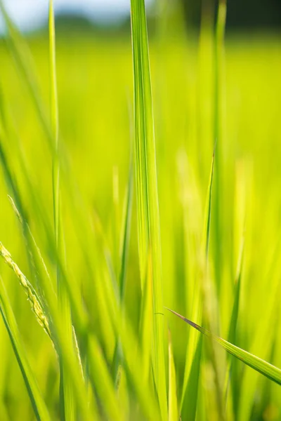 Green rice leaf on sunrise background — Stock Photo, Image