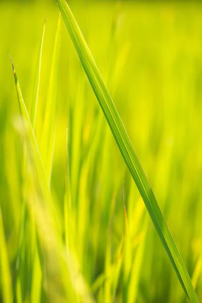 Astratto sfondo verde foglia di riso — Foto Stock