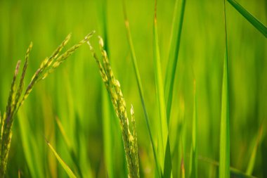 Gündoğumu zemin üzerine yeşil pirinç yaprak