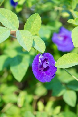 Kelebek bezelye veya mavi bezelye asma çiçek