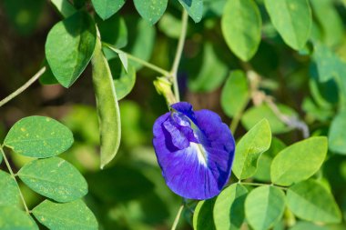 Kelebek bezelye veya mavi bezelye asma çiçek