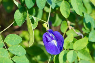 Kelebek bezelye veya mavi bezelye asma çiçek