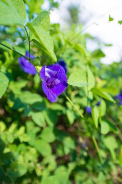 Kelebek bezelye veya Clitoria ternatea çiçek