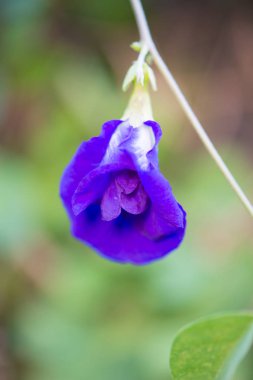 Kelebek bezelye veya mavi bezelye asma çiçek