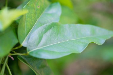 Tiliacora triandra veya bai-yanang, gıda ve bitki