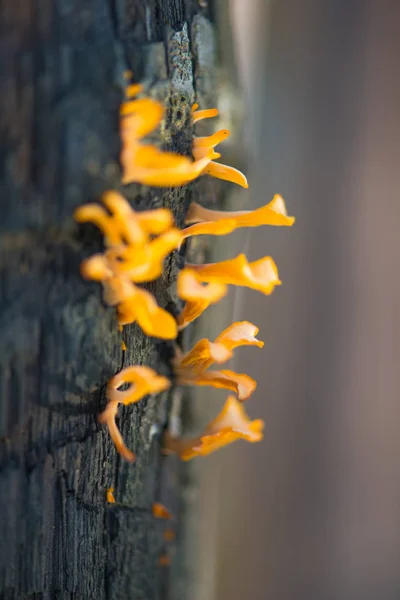 Orange mushroom — Stock Photo, Image