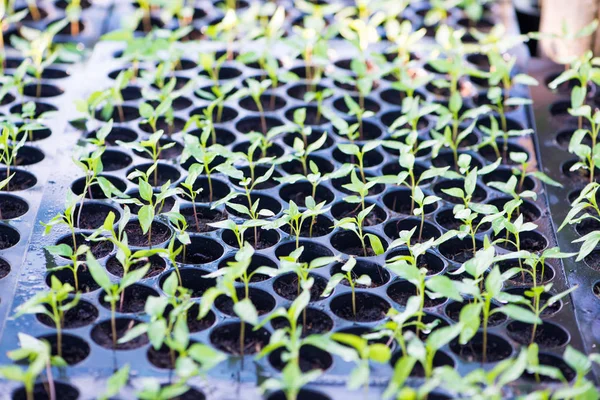 Baby chily tree in seeding process — Stock Photo, Image