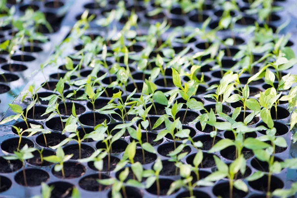 Baby chily tree in seeding process — Stock Photo, Image