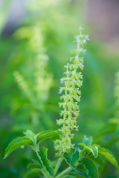 Feuille de basilic sacré ou Ocimum sanctum — Photo