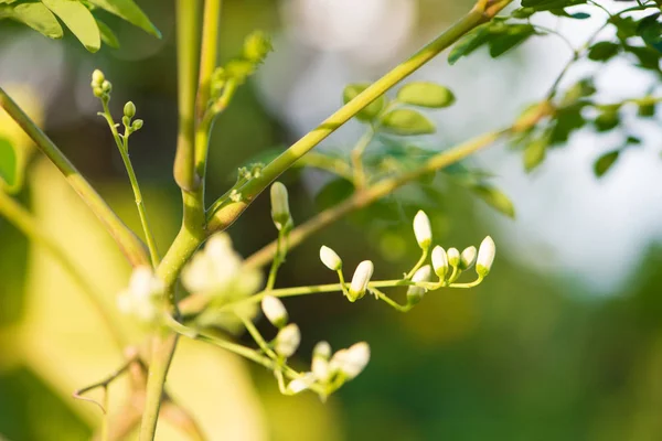 Cavallo ravanello o Moringa Oleifera fiori d'albero — Foto Stock