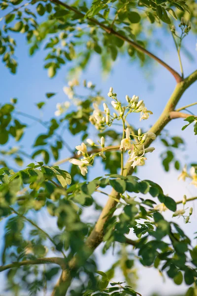 Meerrettich oder Moringa oleifera Baumblüten — Stockfoto