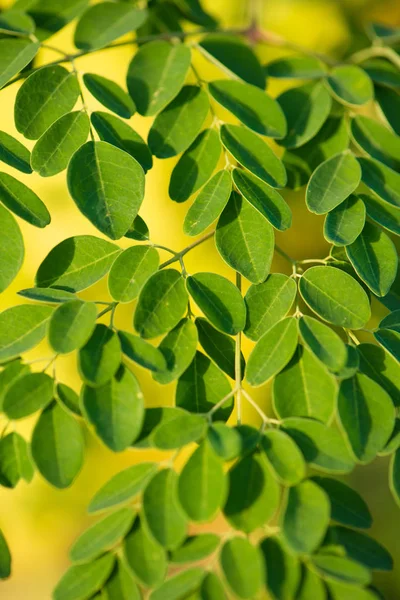 Meerrettich oder Moringa oleifera — Stockfoto