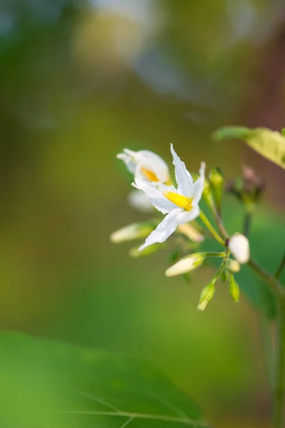 Solanum sanitwongsei fleur — Photo
