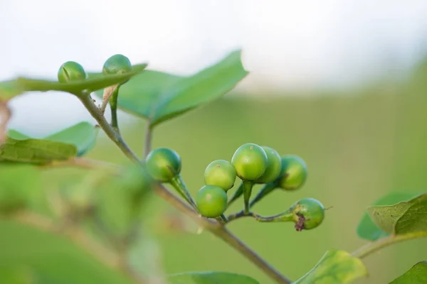 Solanum sanitwongsei, Aliments et herbes — Photo