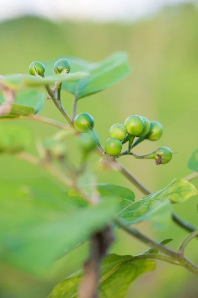 Solanum sanitwongsei, Nahrung und Kräuter — Stockfoto