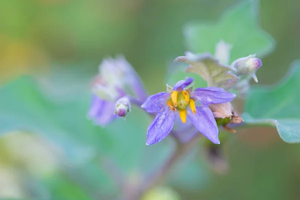 Solanum indicum, Herbes et aliments — Photo