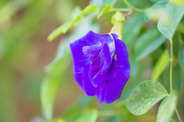 Blauer Schmetterling Erbsenblumen auf grünem Hintergrund — Stockfoto