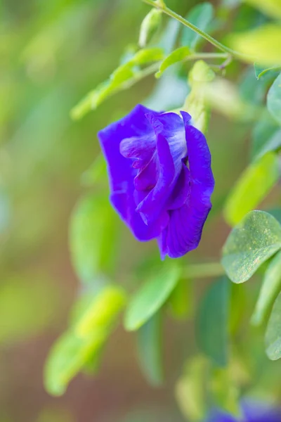 Flores de guisante mariposa azul sobre fondo verde —  Fotos de Stock