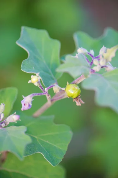 Solanum indicum, Herbes et aliments — Photo